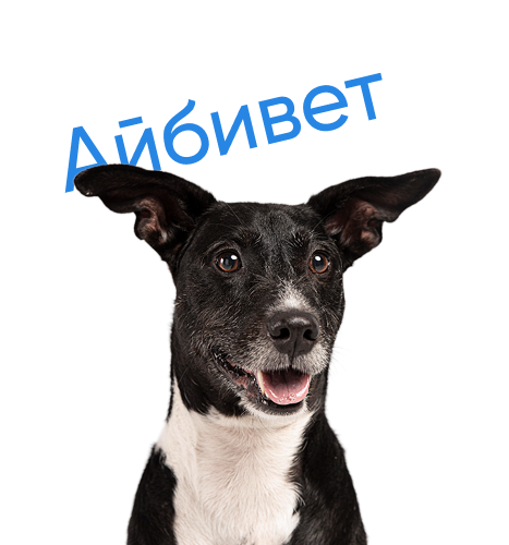 Поставленная задача АйбиВет
